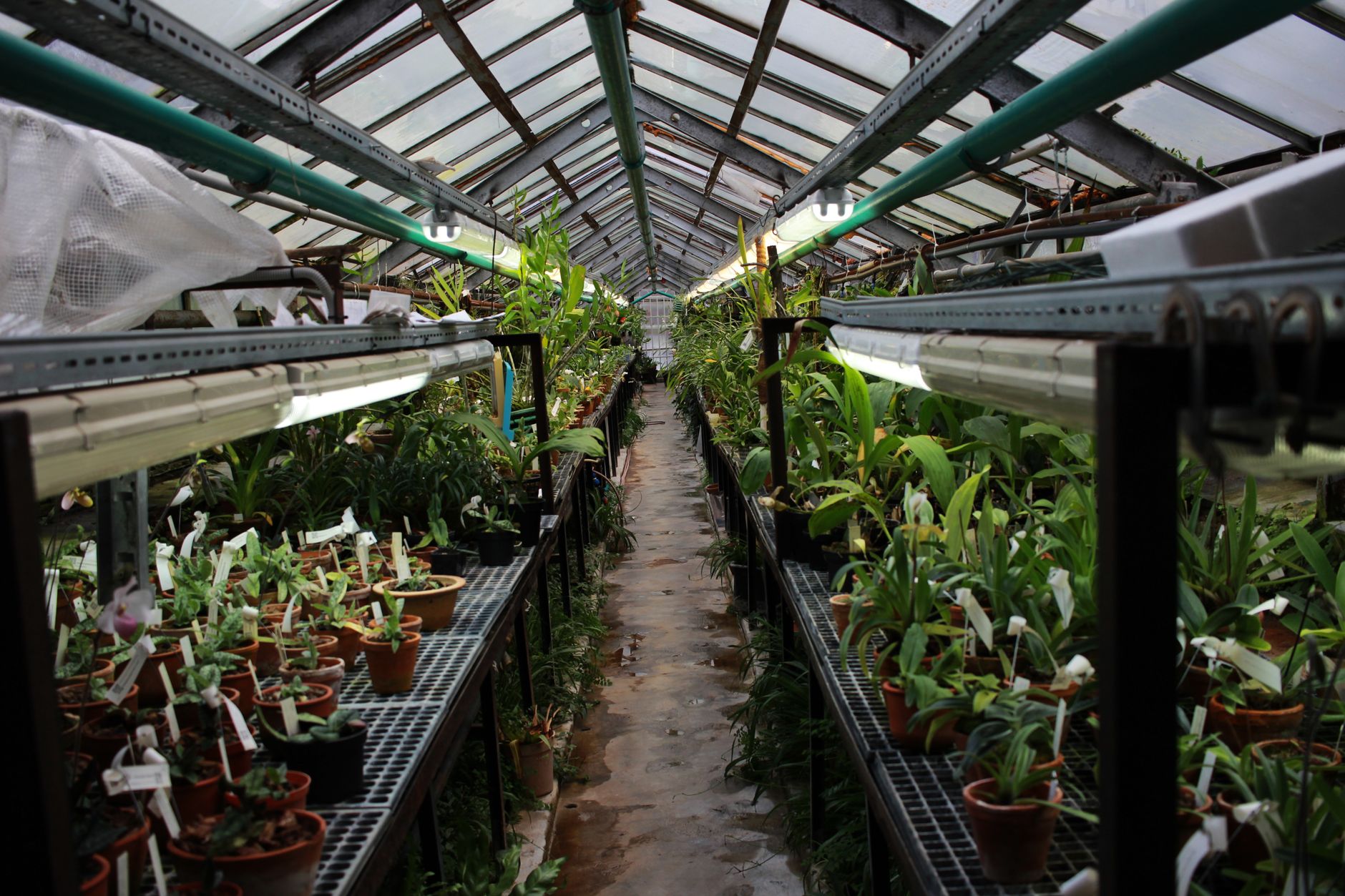 Onze kas vol uiteenlopende planten en groen