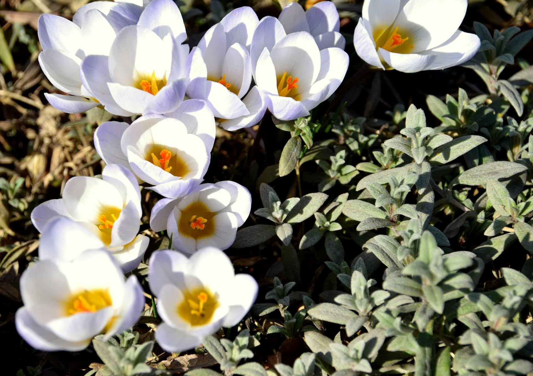 Bloeiende witte krokussen tussen groen blad in het vroege voorjaar