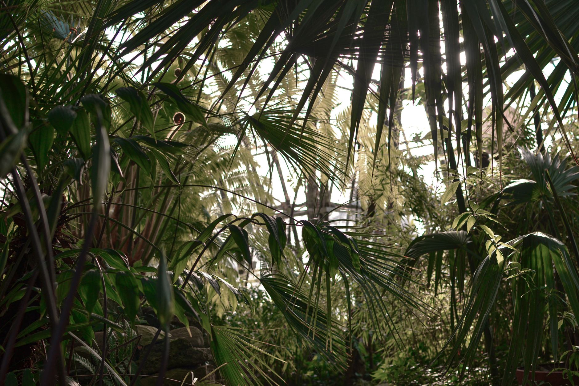 Tropische bladplanten in een lichte kas